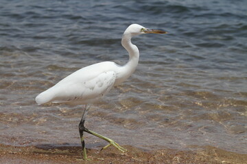 great blue heron, heron, sea