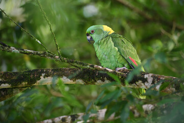 Yellow-naped amazon parrot perched on tree