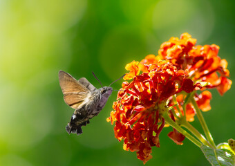 Hummingbird hawk-moth flying to a lantana flower