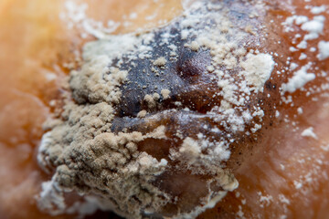 Background with white living mold on the fruit. Close-up in soft focus at high magnification.