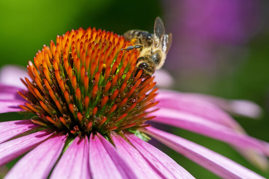 Bee collecting nectar at a conflower blossom