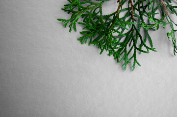 coniferous branch of cypress on a light background