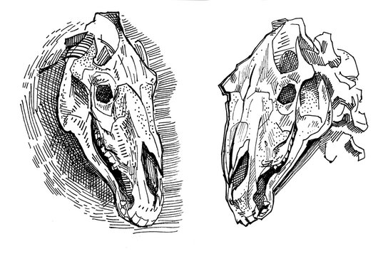 Illustration of 2 horse skull. Set Ink linear drawing in western style. Engraving Line Art of occult non-living creature for the ritual. Modern print, design element image on the cover deceased animal