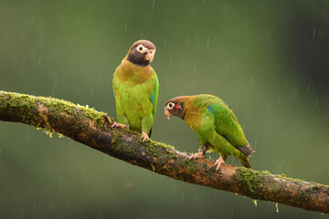 Brown-hooded parrot pair perched on branch in rain
