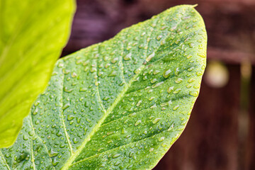 green leaf with drops of water