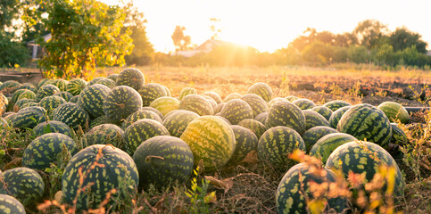 A pile of watermelons in the field at sunset	 - obrazy, fototapety, plakaty