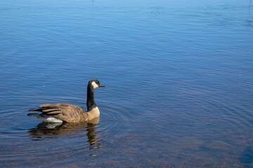 Canadian Goose bird, goose, water, geese, lake, duck, nature, canada, wildlife, animal, swimming, pond, feather, swim, birds, feathers, wild, river, fowl, waterfowl, beak, reflection, canada goose, wh