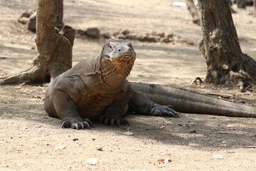 Komodo dragon, monitor lizard on Rinca, Indonesia