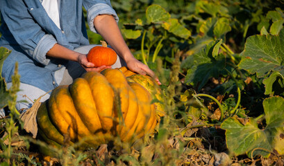 Farmer with pumpkin on a pumpkins field.