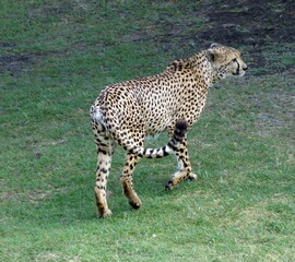 Wild young cheetah in a nature park of Mauritius island. Beautiful predatory animal. Acinonyx jubatus. It is the fastest land animal.