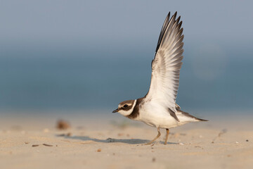 Waders or shorebirds, ringed plover on the beach