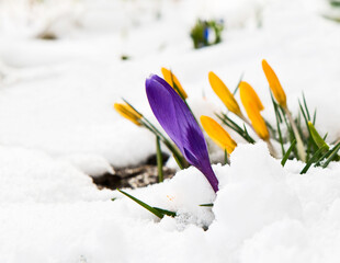 First spring flowers. Violet and yellow Crocuses blooming through the snow in sunny day