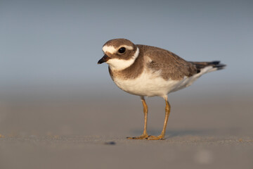 Waders or shorebirds, ringed plover on the beach