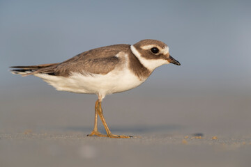 Waders or shorebirds, ringed plover on the beach