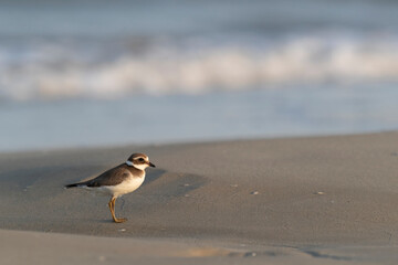 Waders or shorebirds, ringed plover on the beach