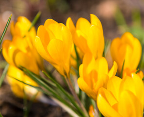 First spring flowers. Yellow Crocuses, close-up 