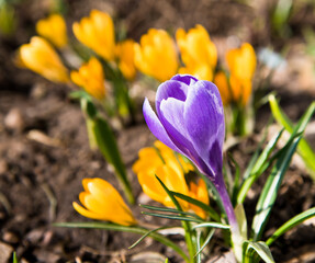 Fototapeta premium First spring flowers. Violet and yellow Crocuses blooming in sunny day