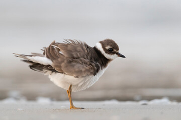 Waders or shorebirds, ringed plover on the beach