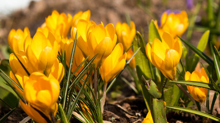 First spring flowers. Beautiful yellow Crocuses, close-up 