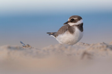 Waders or shorebirds, ringed plover on the beach