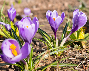 First spring flowers. Violet Crocuses  blooming in sunny day