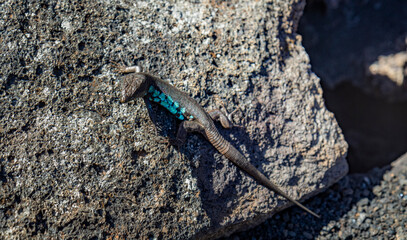 Zonas Volcánicas del Parque Timanfaya de Lanzarote