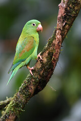 Orange-chinned parakeet perched on branch