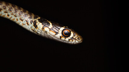 The grass snake (Natrix natrix)