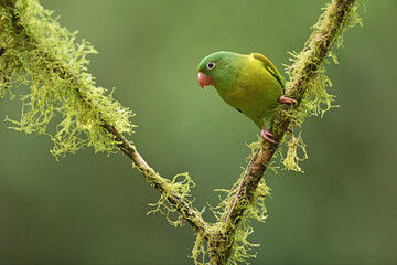 Orange-chinned parakeet perched on moss branch