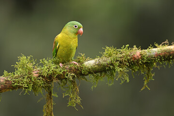 Orange-chinned parakeet perched on moss branch