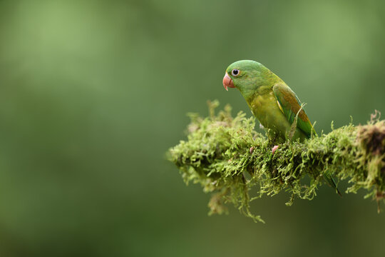 Orange-chinned parakeet perched on moss branch