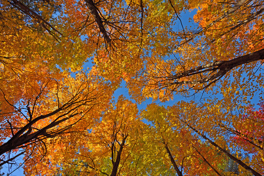 Looking up in a Sugar Maple Forest during autumn