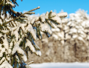 Fir branches covered with snow at winter forest