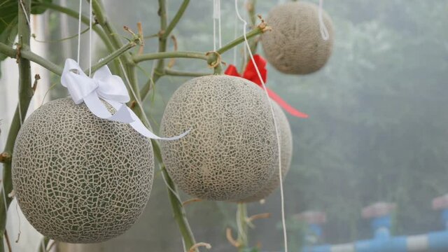 close up of fresh melon in a vegetable garden