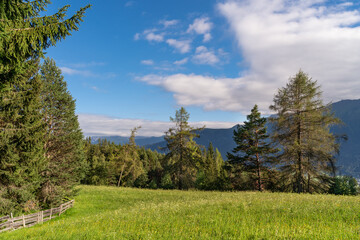 Forest in The Mountains