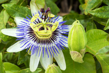 Gros plan sur une fleur de fruit de la passion