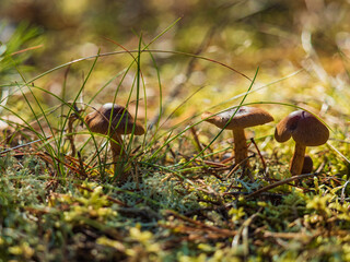 Mushroom