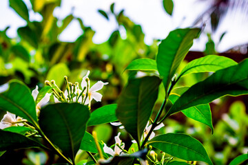 Nature photography of white tugger flower with fresh green leaves, buds on branch of tree at garden. Beautiful periwinkle or Nayantara flowers in plant in bright morning sunshine. Copy Space For Text.