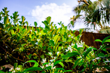 Nature photography of white tugger flower with fresh green leaves, buds on branch of tree at garden. Beautiful periwinkle or Nayantara flowers in plant in bright morning sunshine. Copy Space For Text.