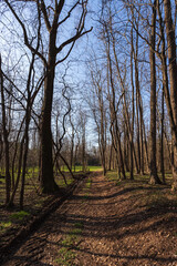 Obraz premium bosco in pianura padana