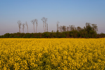 Obraz premium campo di colza fiorito