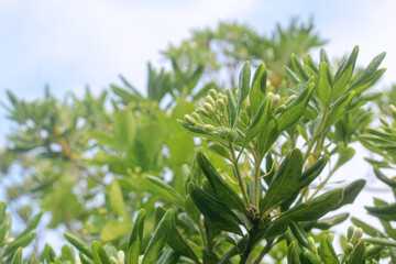 晴れた日の実のある植物と青空