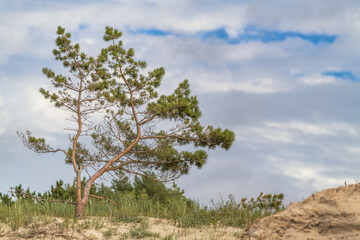 Fototapeta na wymiar Lonely Pine Tree - Baltic Sea