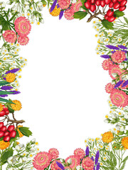 Hand drawn medicinal plant frame. Healing herbs border. isolated on white background