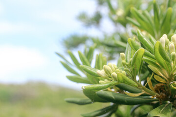 晴れた日の実のある植物の庭