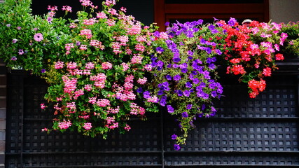 balkon blumen