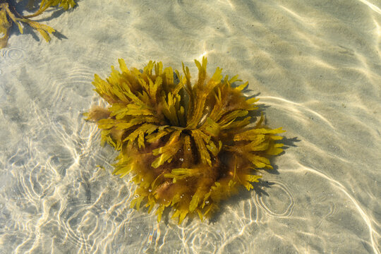 Braunalgen im flachen Wasser am Sandstrand mit Horizont und Reflexionen