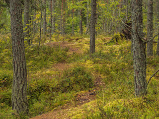 Autumn forest