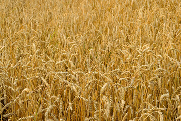 ripening ears of wheat on a wheat field