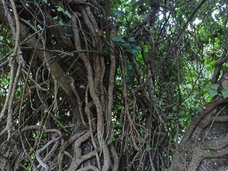 Fototapeta premium roots in the forest